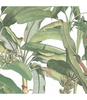 MH36534 - Manor House Wallpaper by Norwall-Tropical Banana Plant