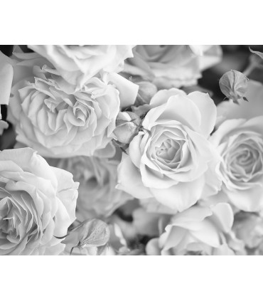 WALS0206 - Ohpopsi Wallpaper Mural-Grey Petals-Roses