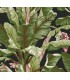 AT7071 -Banana Leaf Wallpaper-Tropics Resource Library