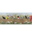 3123-44671 - Flock Multicolor Menagerie Border by Chesapeake