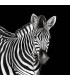 TCW001TCAI5UZ005 - Zebra Mural by Dolce & Gabbana