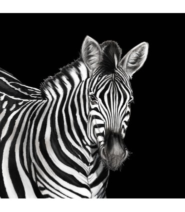 TCW001TCAI5UZ005 - Zebra Mural by Dolce & Gabbana