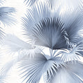 2927-40102 - Newport  Wallpaper by A Street-Summer Tropical Palm